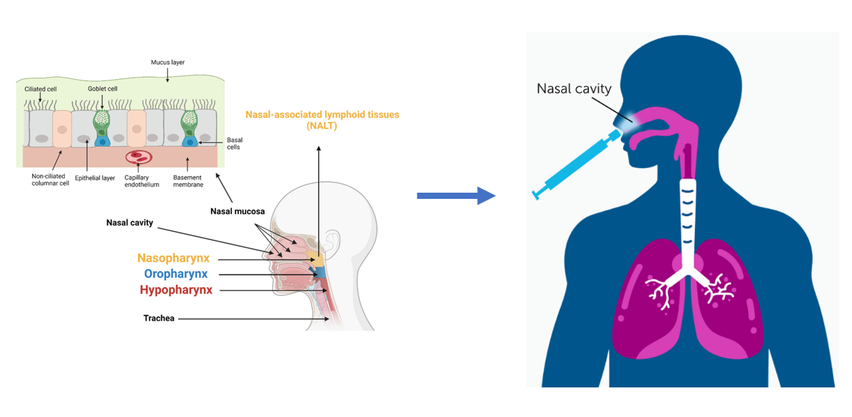 Nasal vaccine