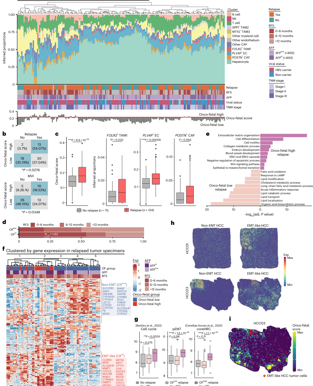 HCC Onc-Fetal Niche Co-Localization