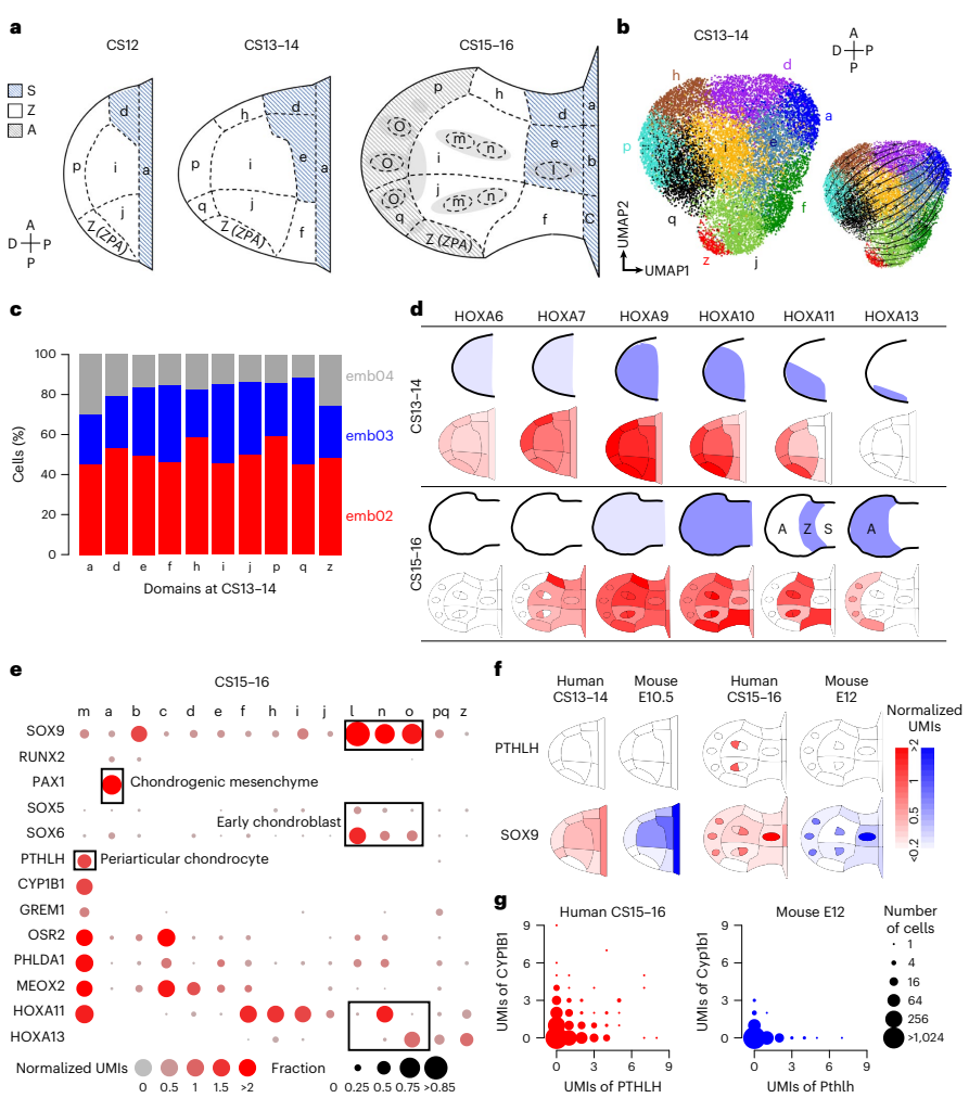 Human Embryo Organogenesis Map