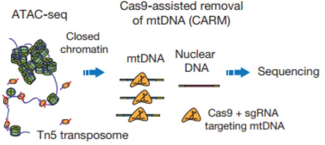 scATAC-seq