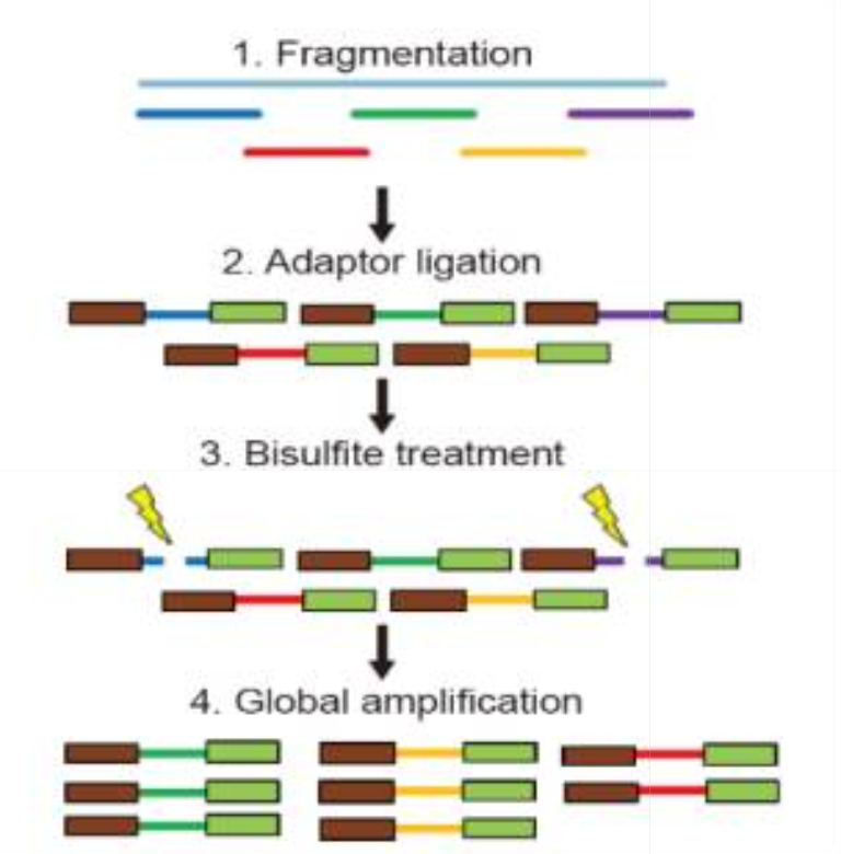scMethylome