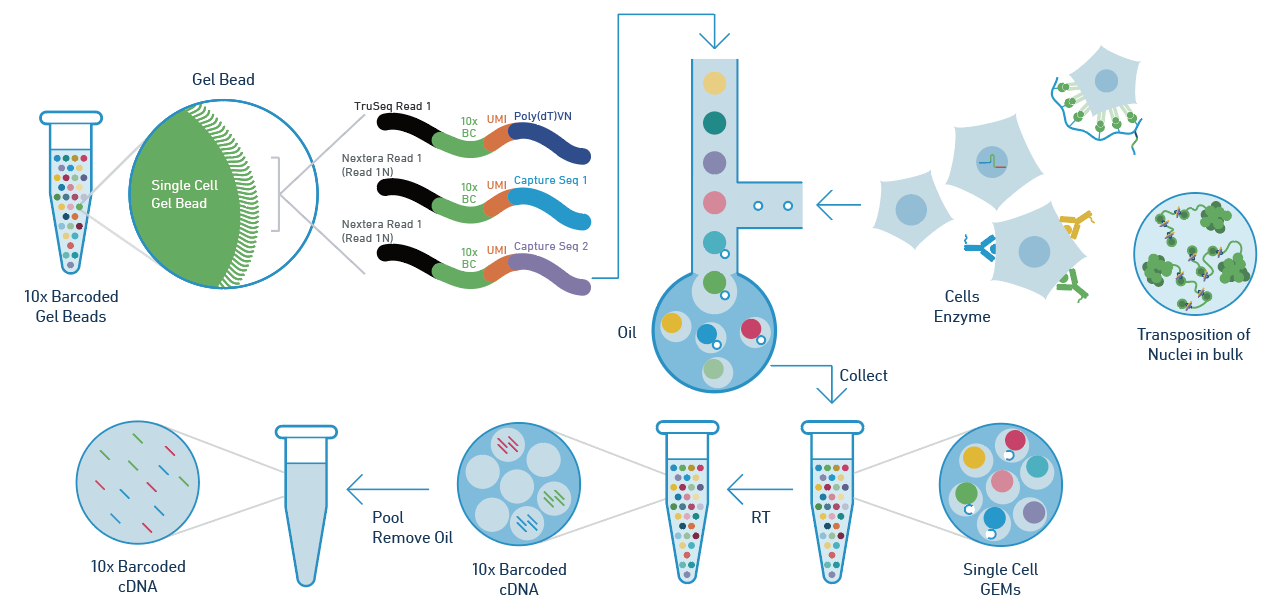 scRNA-seq